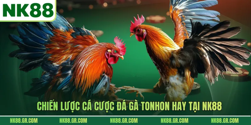 Chiến lược cá cược đá gà Tonhon hay tại NK88